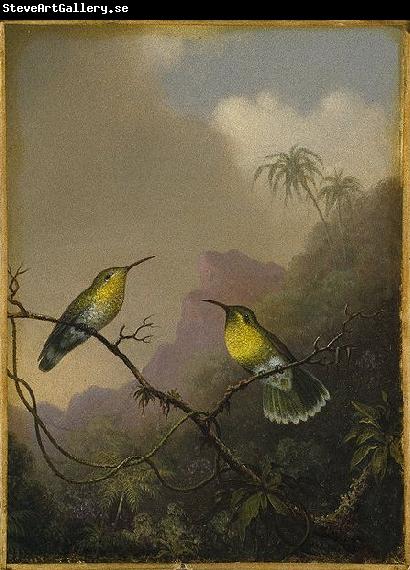 Martin Johnson Heade Copper-tailed Amazili